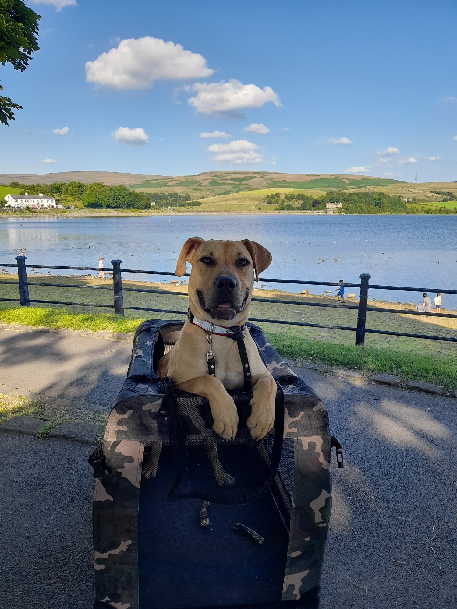 Pet Friendly Private Hire Taxi in Manchester MMA Transfers